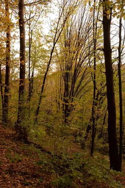 Старий Змішаний Осінній Ліс — стокове фото