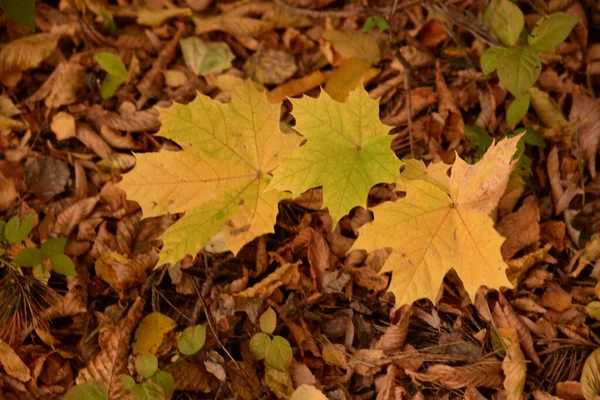 Feuilles Jaunies Tombées Sur Herbe Verte — Photo