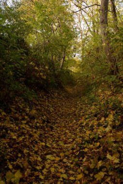 Eski karışık sonbahar ormanı. Eski karışık sonbahar ormanı. Birch (Btula), huş ağacından (Betulaceae) yaprak döken ağaçların ve çalıların bir cinsidir.) 