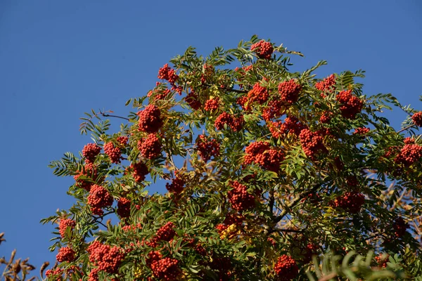 Common Mountain Ash Sorbus Aucuparia — Foto Stock