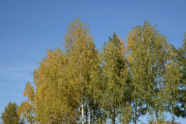 Old Mixed Fall Forest Old Mixed Fall Forest Birch Btula — стокове фото