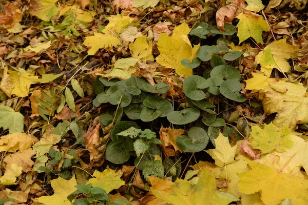 Folhas Amareladas Caídas Grama Verde — Fotografia de Stock