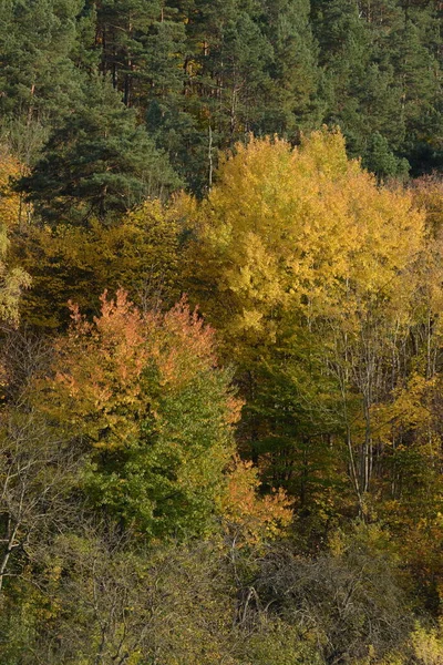 Antiguo Bosque Mixto Otoño Antiguo Bosque Mixto Otoño Abedul Btula — Foto de Stock