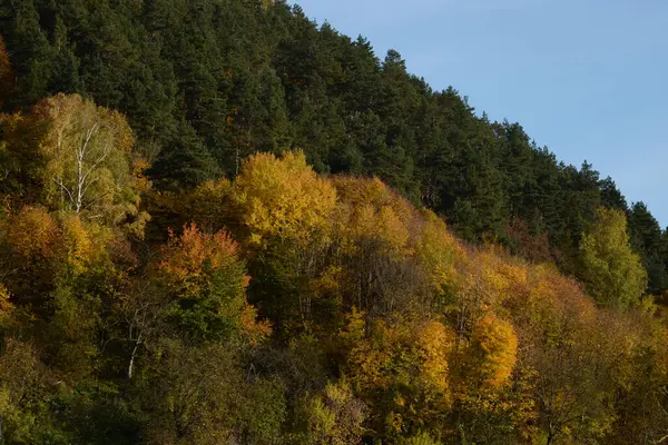 Alter Herbstmischwald Alter Herbstmischwald Birke Btula Ist Eine Gattung Von — Stockfoto