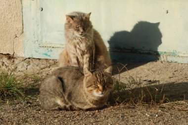 Kedi kedisi (Latince Felis Silvestris catus), kedigiller (Felis) familyasından bir kedi türü.) 