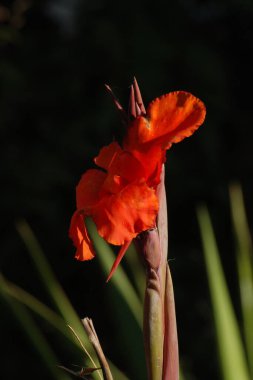 Canna, kana (Canna), Cannaceae familyasından tek bir bitki cinsidir.          
