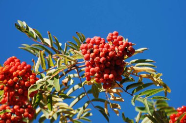 Yaygın dağ külleri (Sorbus aucuparia)