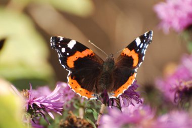 Amiral Ayçiçeği (Vanessa atalanta), Ayçiçeği familyasından bir kelebek türü..