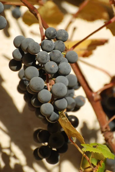 Druva Vitis Ett Släkte Växter Druvfamiljen Vitaceae Mogna Druvklasar — Stockfoto