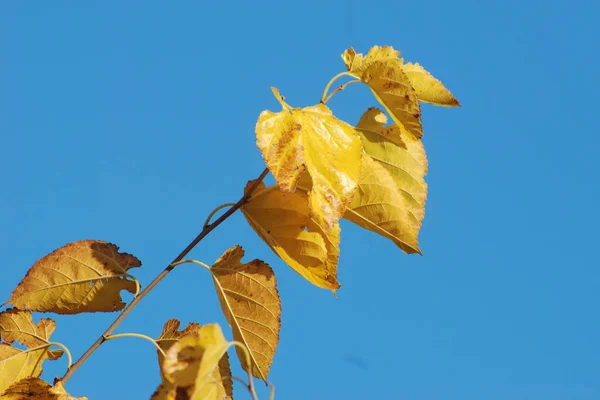 一般的なカエデ シャープな葉 シコア状 — ストック写真