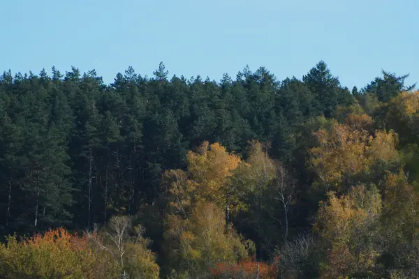 Παλιό Μικτό Φθινοπωρινό Δάσος Παλιό Μικτό Φθινοπωρινό Δάσος Birch Btula — Φωτογραφία Αρχείου
