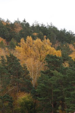 Eski karışık sonbahar ormanı. Eski karışık sonbahar ormanı. Birch (Btula), huş ağacından (Betulaceae) yaprak döken ağaçların ve çalıların bir cinsidir.) 