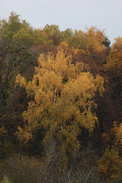 Alter Herbstmischwald Alter Herbstmischwald Birke Btula Ist Eine Gattung Von — Stockfoto