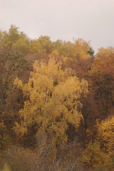 Stary Las Mieszany Jesienią Btula Rodzaj Drzew Liściastych Rodziny Brzozowatych — Zdjęcie stockowe