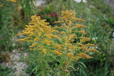 Taş döşeme kaldırımları, sokakları ve binalara yaklaşımları örtmek için modern bir malzemedir.