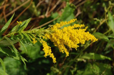 Taş döşeme kaldırımları, sokakları ve binalara yaklaşımları örtmek için modern bir malzemedir.