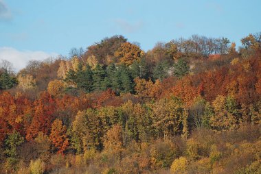 Eski karışık sonbahar ormanı. Eski karışık sonbahar ormanı. Birch (Btula), huş ağacından (Betulaceae) yaprak döken ağaçların ve çalıların bir cinsidir.) 