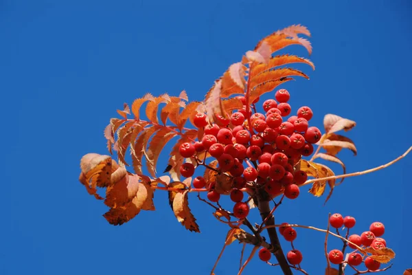 Gemeine Eberesche Sorbus Aucuparia — Stockfoto