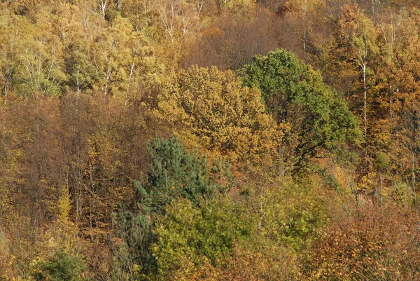 Старая Смешанная Осенняя Форесть Березка Btula Род Лиственных Деревьев Кустарников — стоковое фото