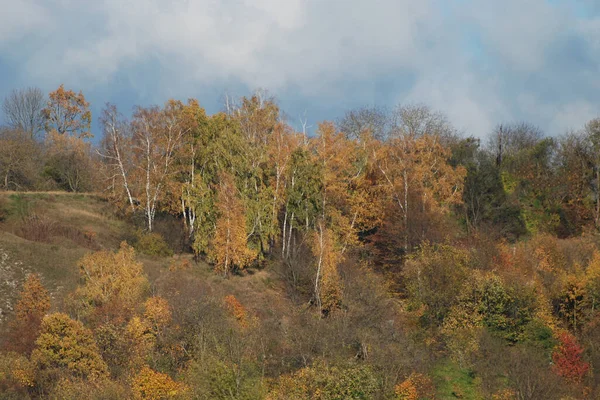 Antiguo Bosque Mixto Otoño Antiguo Bosque Mixto Otoño Abedul Btula — Foto de Stock