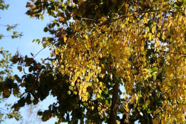 Eski karışık sonbahar ormanı. Eski karışık sonbahar ormanı. Birch (Btula), huş ağacından (Betulaceae) yaprak döken ağaçların ve çalıların bir cinsidir.) 