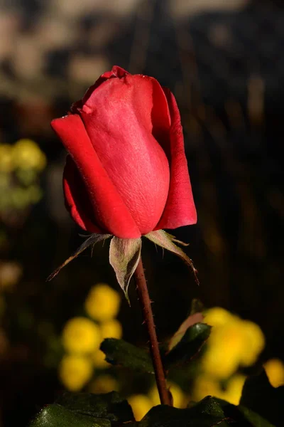 Rose Rosa Een Geslacht Uit Rozenfamilie Poaceae — Stockfoto