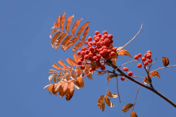 Обыкновенный Горный Пепел Sorbus Aucuparia — стоковое фото