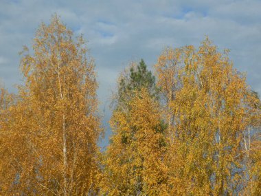 Eski karışık sonbahar ormanı. Eski karışık sonbahar ormanı. Birch (Btula), huş ağacından (Betulaceae) yaprak döken ağaçların ve çalıların bir cinsidir.)