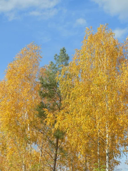 古い混合した秋の森 古い混合した秋の森 Btura 白樺科の落葉樹と低木の属です — ストック写真