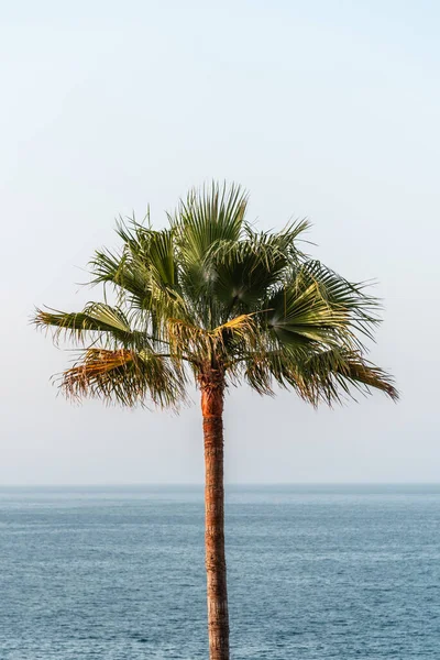 Palma na tle morza. Rajska plaża tropikalna — Zdjęcie stockowe