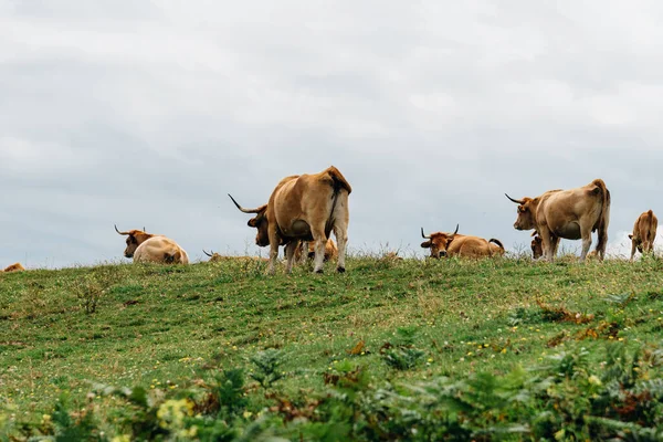 Manada de vacas pastando en el prado de Asturias — Foto de Stock