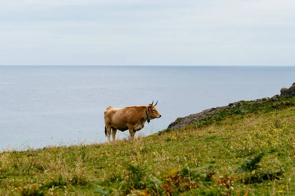 Vacca al pascolo sul prato vicino alla costa delle Asturie — Foto Stock