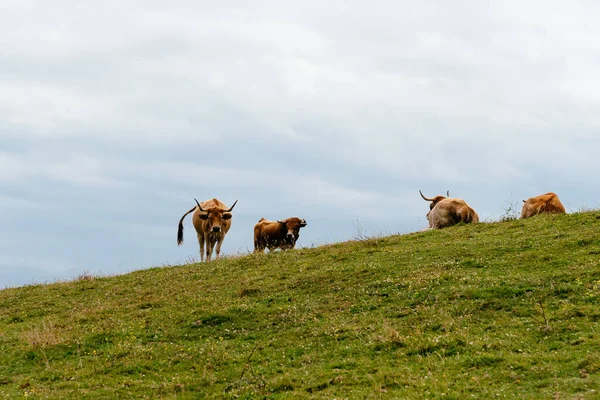 Manada de vacas pastando en el prado de Asturias — Foto de Stock