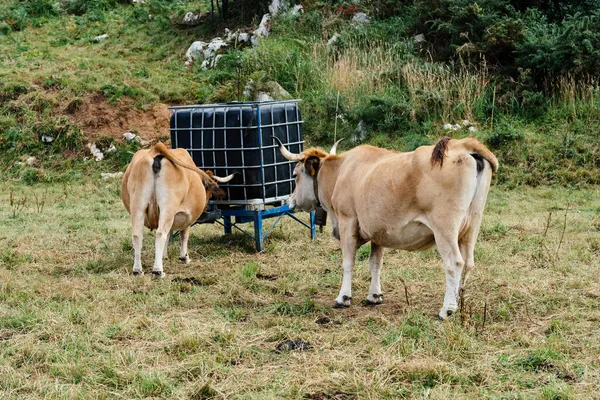 Mandria di vacche al pascolo sul prato delle Asturie — Foto Stock
