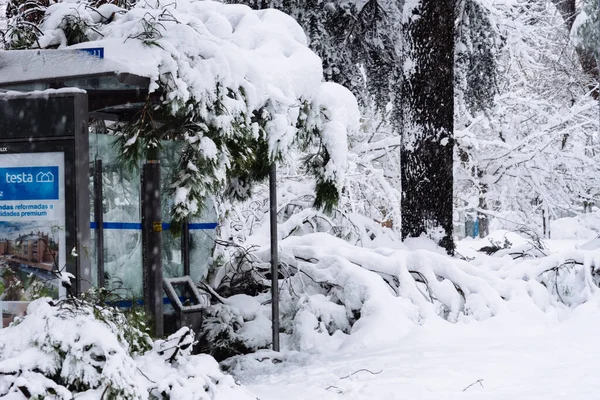 Fallna träd på busshållplats i staden under kraftig snöstorm i Madrid — Stockfoto