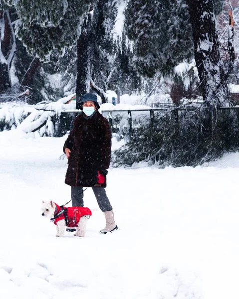 Kvinna med hund går på en stadsgata täckt av snö under kraftiga snöfall storm i Madrid — Stockfoto