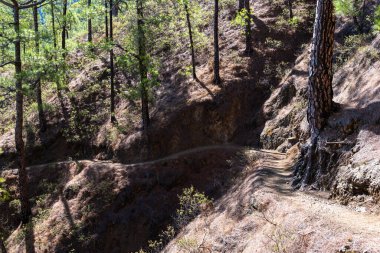 Caldera de Taburiente Ulusal Parkı. Kanarya Çam Ağaçları Ormanı ile Eski Volkan Krateri