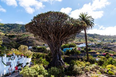 Tenerife 'de Icod de los Vinos' taki Drago Milenario ağacı
