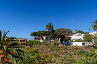 Tenerife 'de Icod de los Vinos' taki Drago Milenario ağacı