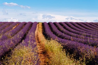 Mor Lavanta Tarlaları. Brihuega 'da yaz günbatımı manzarası