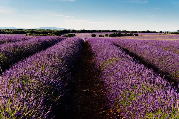 紫色のラベンダー畑。ブリユーガの夏の夕日の風景 — ストック写真