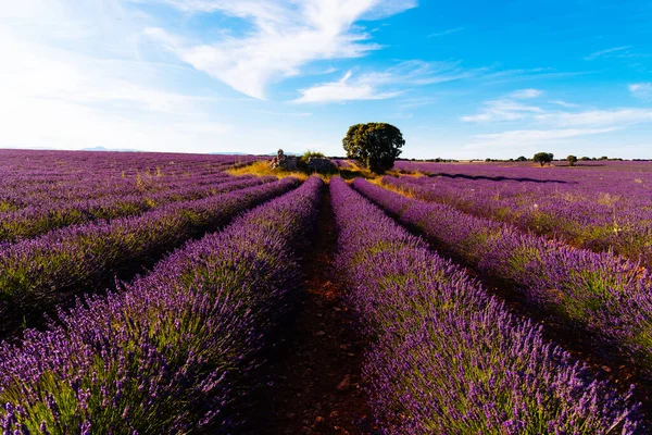 Campos de lavanda púrpura. Paisaje de verano al atardecer en Brihuega —  Fotos de Stock