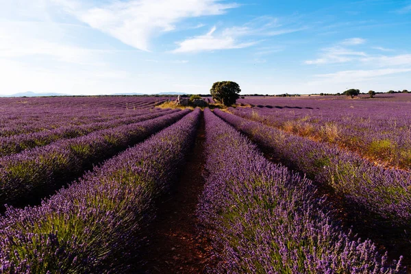 Campos de lavanda púrpura. Paisaje de verano al atardecer en Brihuega —  Fotos de Stock