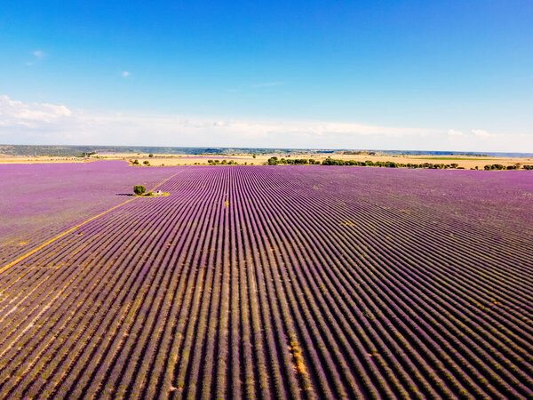 Purple Lavender Fields. Summer sunset landscape in Brihuega