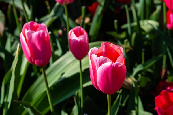 화려 한 봄의 신선 한 두 치 튤립. 분홍 — 스톡 사진