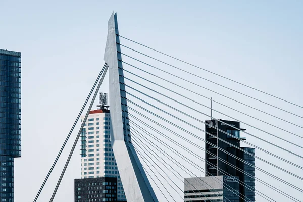 Rotterdam Olanda Maggio 2022 Grattacielo Del Porto Rotterdam Ponte Erasmusbrug — Foto Stock