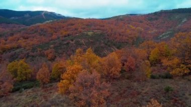 Mistik sonbahar kayın ormanının insansız hava aracı görüntüsü.