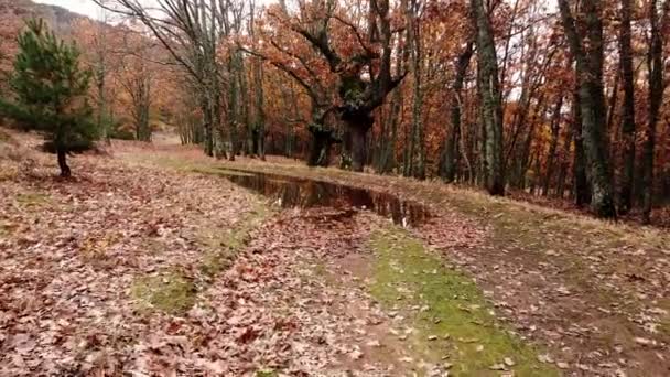 神秘的な秋のブナの森の空中ドローンビュー — ストック動画