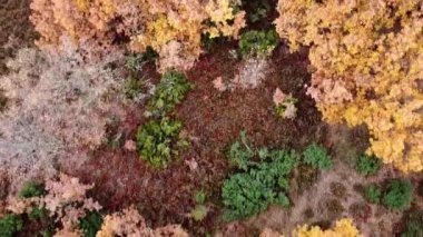 Yukarıdan aşağıya insansız hava aracı, kayın ve meşe ormanlarını görüntülüyor..