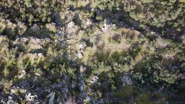 Вид Сверху Беспилотника Лес Бука Дуба — стоковое видео
